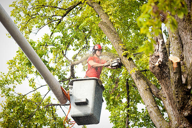Best Emergency Tree Removal  in Coal Valley, IL